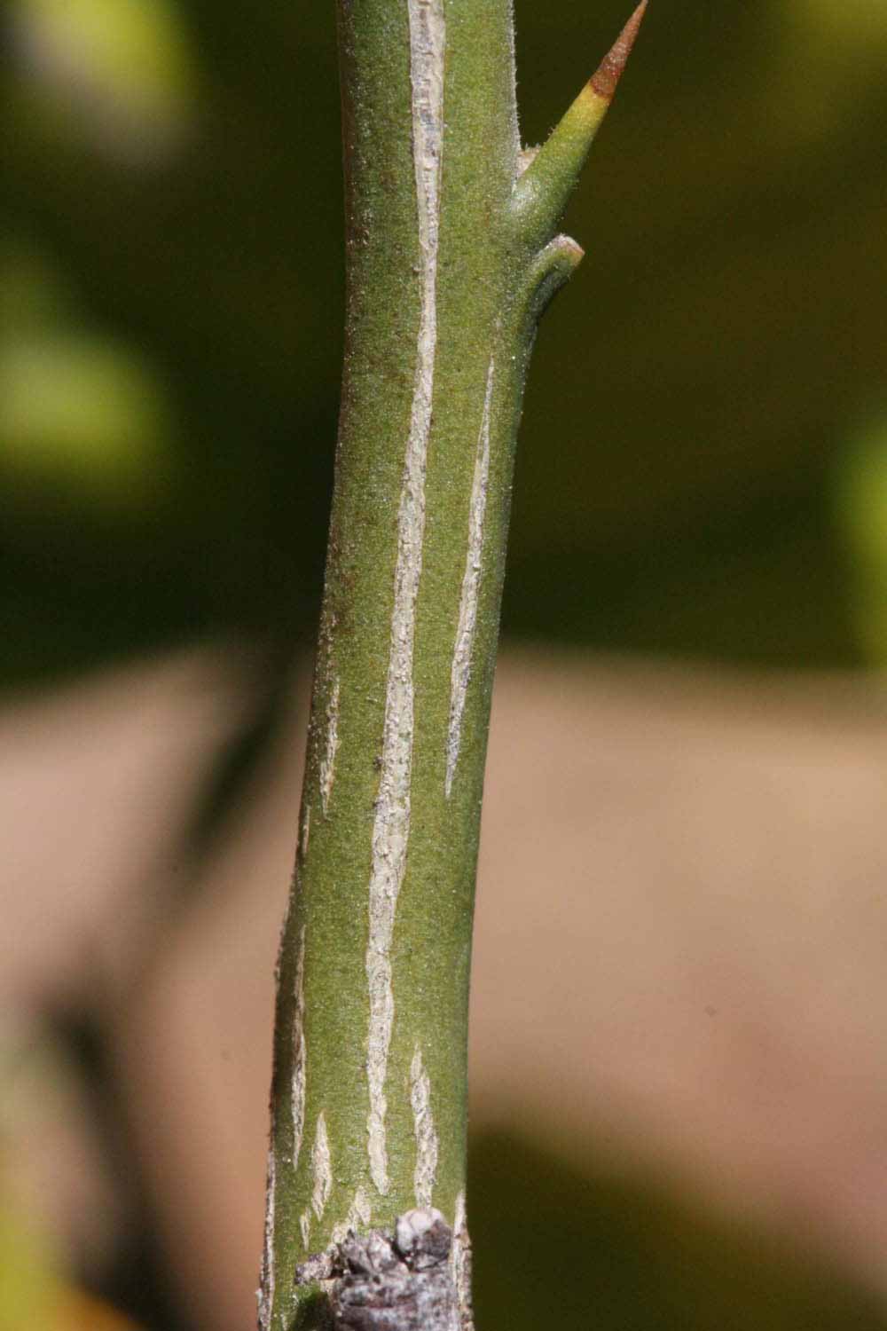              Second - third year twig (Riverside,   CA)       